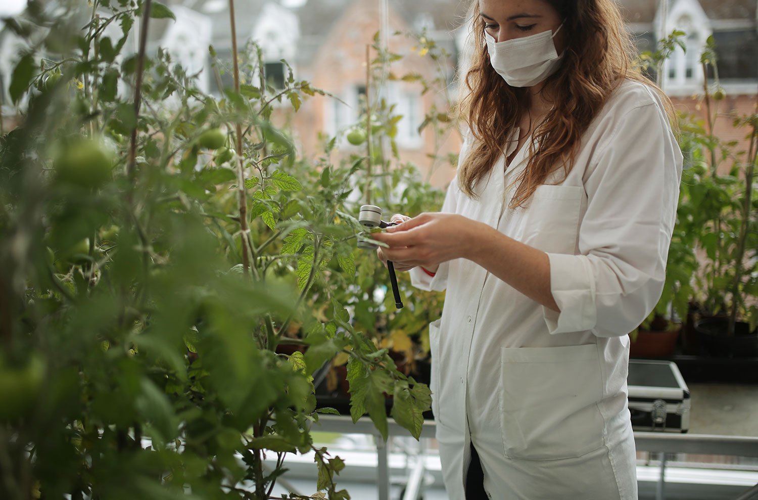 analyse d'un pied de tomate dans la serre de l'ISA