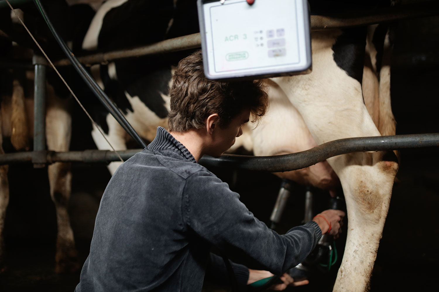 étudiant qui fait la traite d'une vache