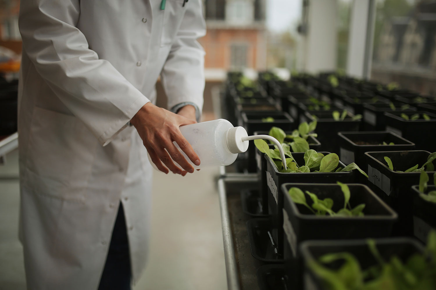 etudiant en train d'arroser des plantes