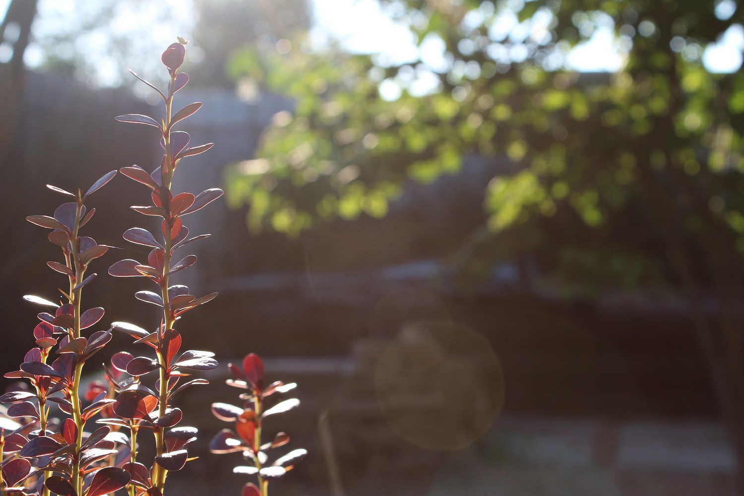 nature