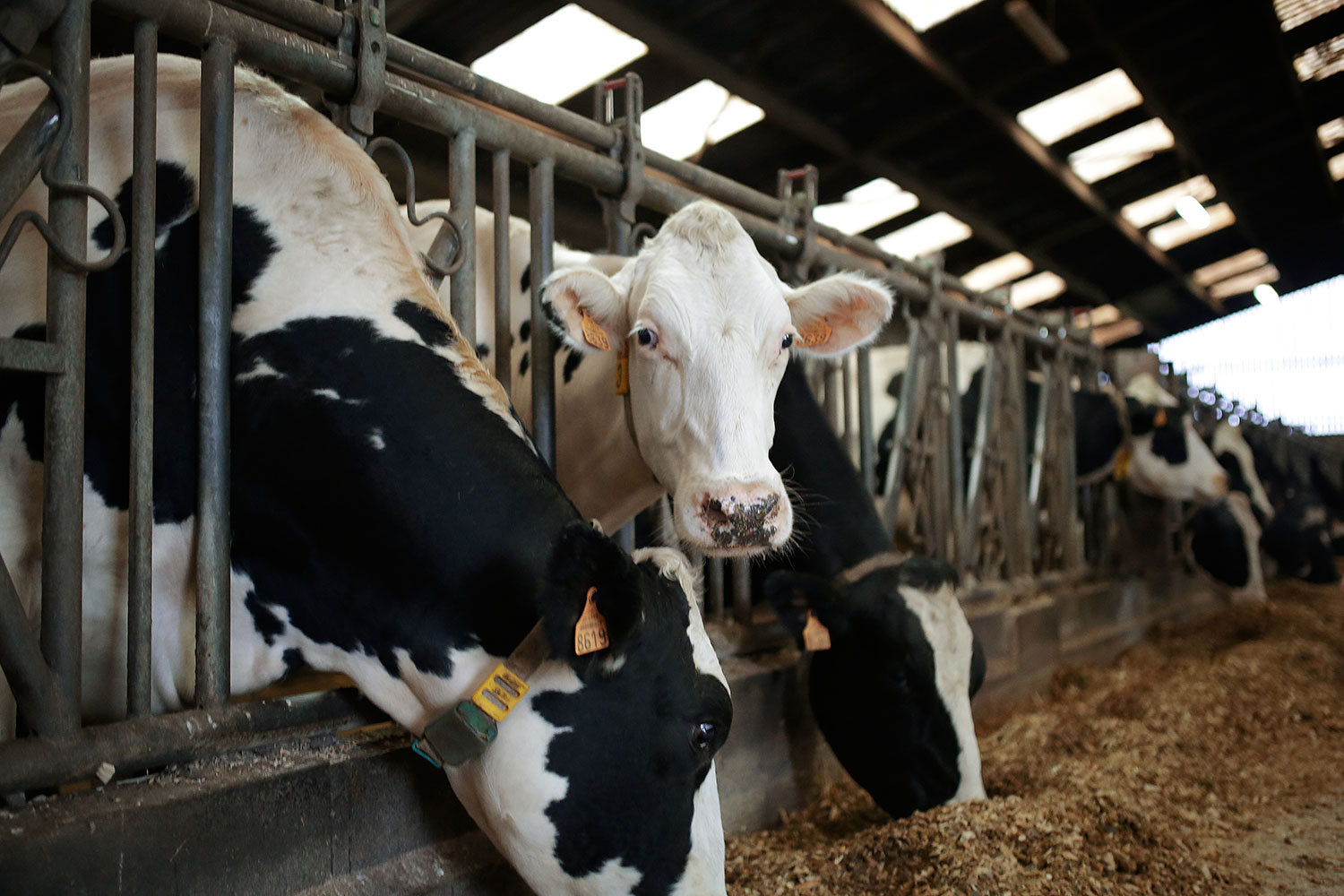 vaches dans une grange