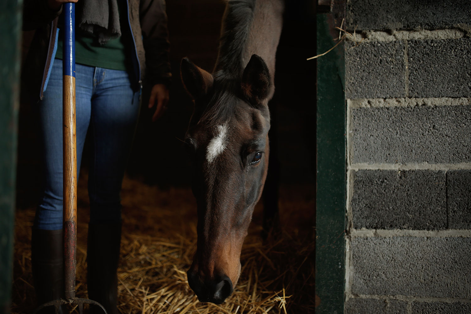 cheval dans une ferme