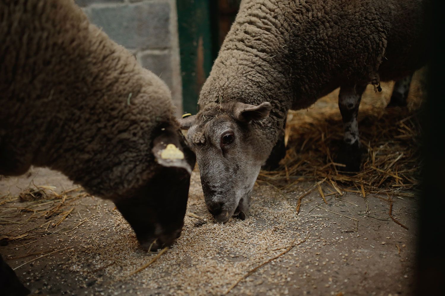 moutons dans une grange