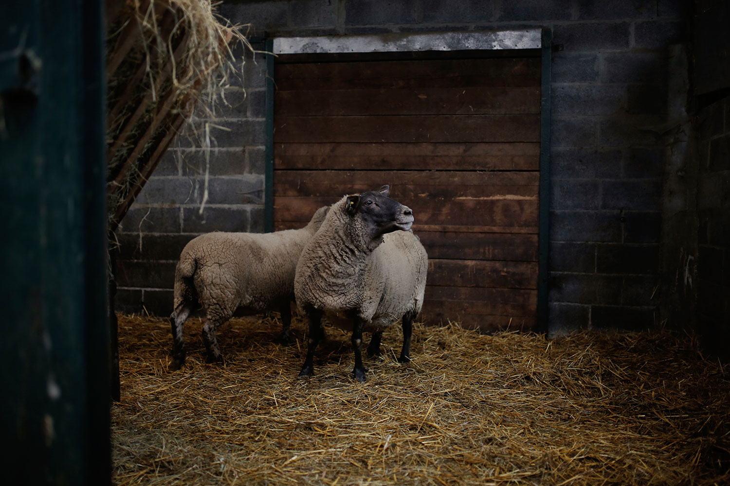 moutons dans une grange