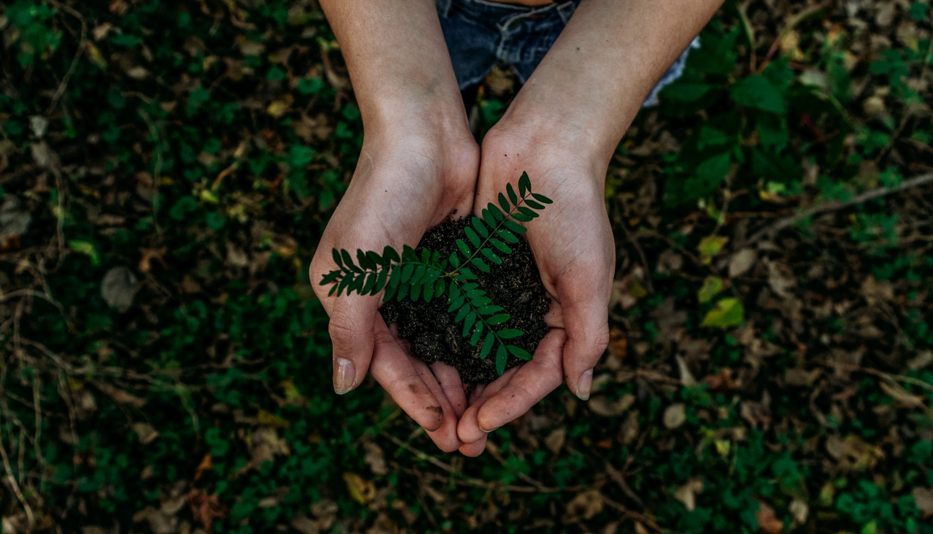 main tenant une plante dans la nature