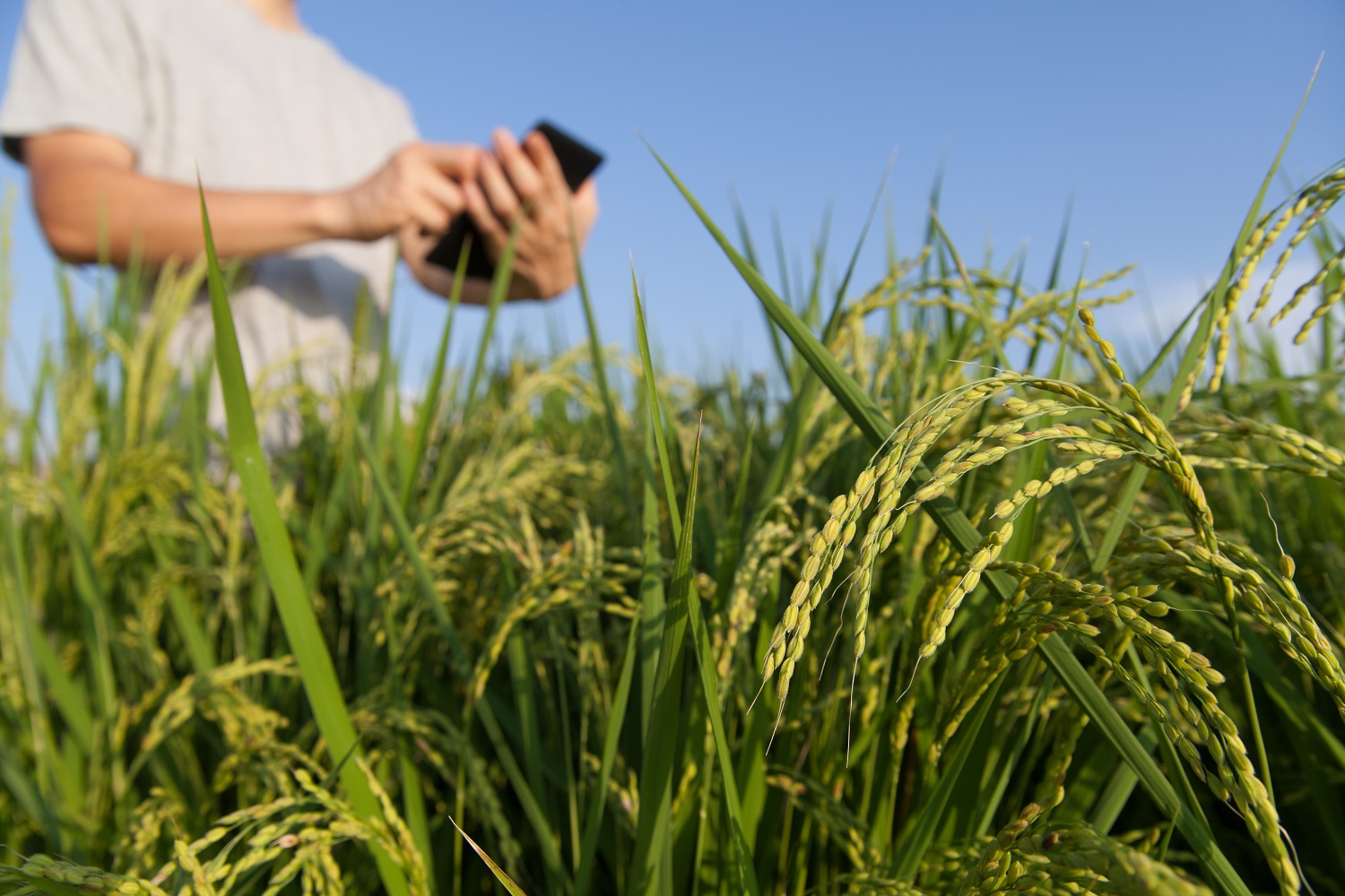 people with a smartphone in a field