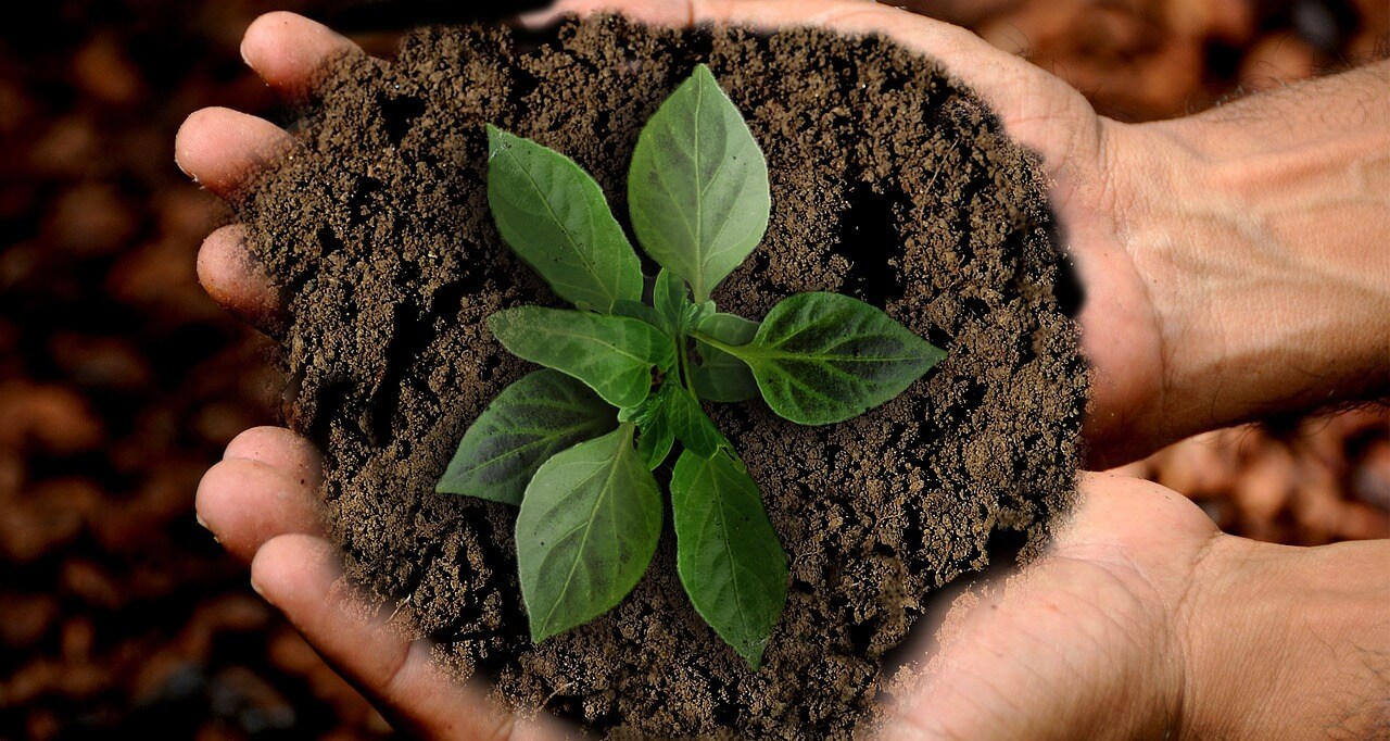 gros plan sur des mains tenant une plante en terre