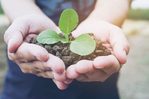 des mains tenant de la terre et une plante poussant en son centre