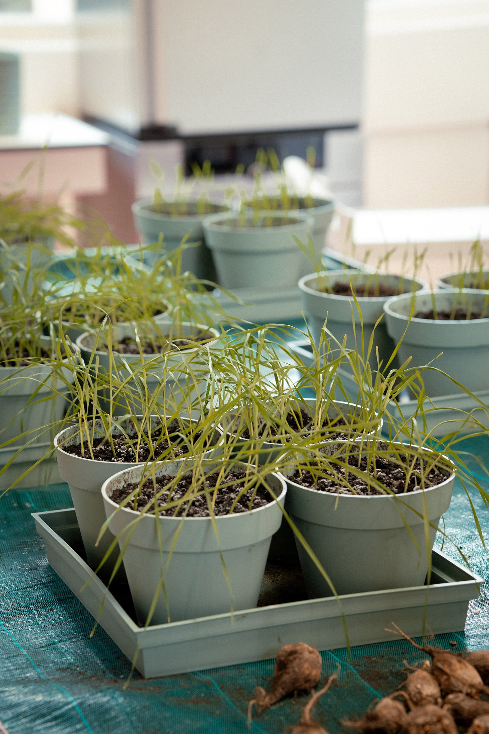 Des plantes dans des pots